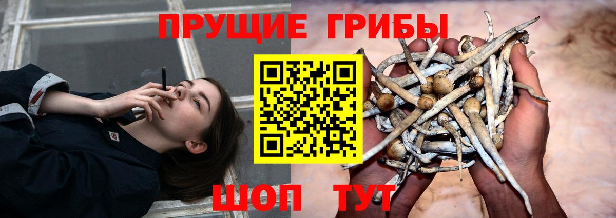 Псилоцибиновые грибы GOLDEN TEACHER Таганрог